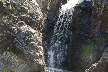 Yumuşak gün ışığında berrak bir orman şelalesi manzarası