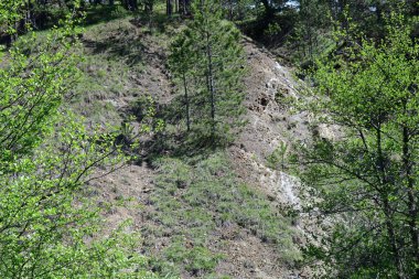 Yazın ormanın açık gündüz görüntüsü..