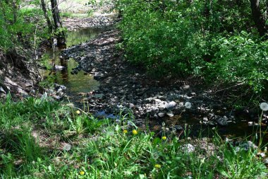 Yazın gökyüzünün altında zengin yeşil bir orman manzarası.