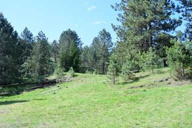 Yeşil dağ ormanlarının güzel manzarası, doğa kavramı.                              
