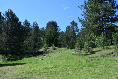 Ormandan süzülen parlak yaz ışığı.