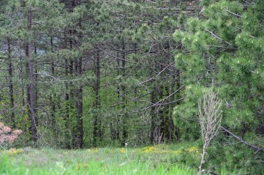 Yeşil dağ ormanlarının güzel manzarası, doğa kavramı.                              