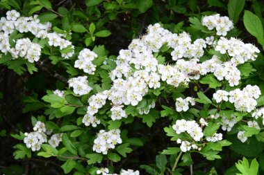 Elma çiçeği, güzel bahar çiçekleri. 