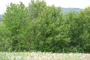 Bir yaz gününün sıcağıyla yıkanmış bir orman..
