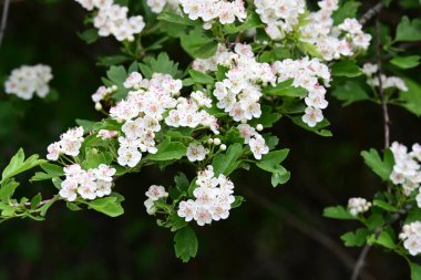 Elma çiçeği, güzel bahar çiçekleri. 