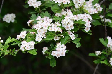Elma çiçeği, güzel bahar çiçekleri. 
