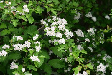 Elma çiçeği, güzel bahar çiçekleri. 