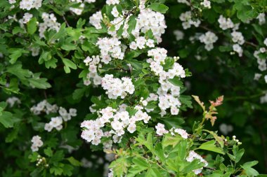 Bahar bahçesinde açan güzel çiçeklerin yakın plan görüntüsü, doğa manzarası               