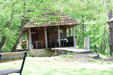 Bir yaz gününün sıcağıyla yıkanmış bir orman..