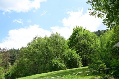 Yeşil dağ ormanlarının güzel manzarası, doğa kavramı.                              