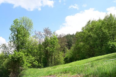Yeşil dağ ormanlarının güzel manzarası, doğa kavramı.                              