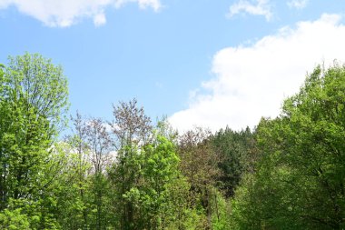 Yeşil dağ ormanlarının güzel manzarası, doğa kavramı.                              