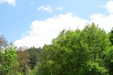 Yeşil dağ ormanlarının güzel manzarası, doğa kavramı.                              