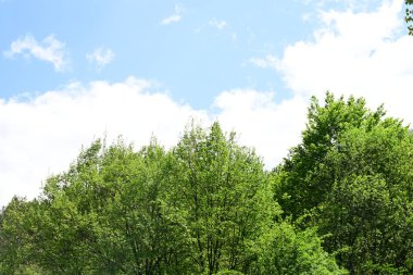 Yeşil dağ ormanlarının güzel manzarası, doğa kavramı.                              