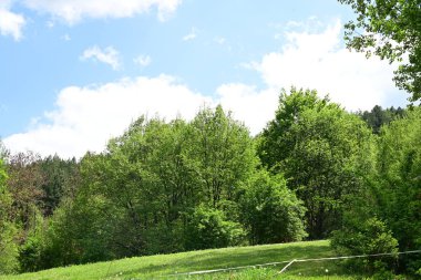 Yeşil dağ ormanlarının güzel manzarası, doğa kavramı.                              