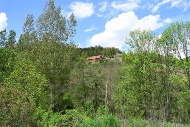 Yazın ortasında güneşli bir orman manzarası.