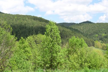 Yeşil dağ ormanlarının güzel manzarası, doğa kavramı.                              
