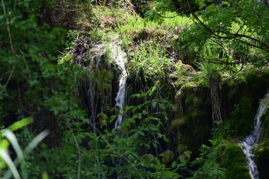 Yapraklı orman manzarasına yerleşmiş parlak doğal şelale.