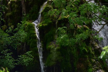 Yapraklı orman manzarasına yerleşmiş parlak doğal şelale.