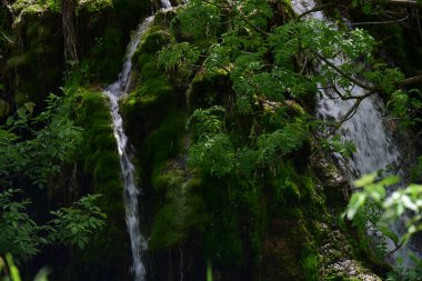 Yapraklı orman manzarasına yerleşmiş parlak doğal şelale.