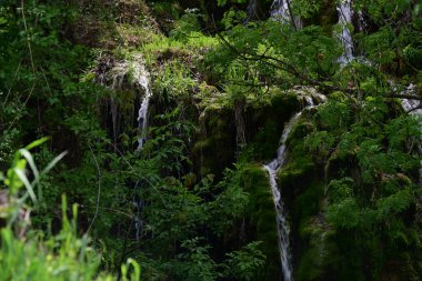 Orman ortamı temiz akıntıyla güçlendi