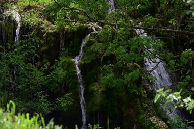 Orman ortamı temiz akıntıyla güçlendi