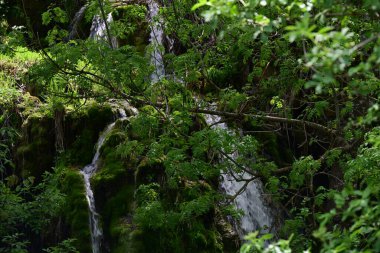 Orman ortamı temiz akıntıyla güçlendi