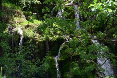 Serene su hattı yosun kaplı arazide ilerliyor