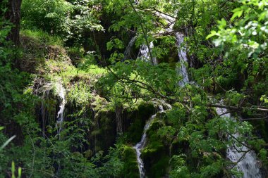 Serene su hattı yosun kaplı arazide ilerliyor