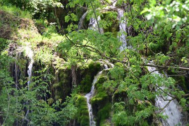 Serene su hattı yosun kaplı arazide ilerliyor