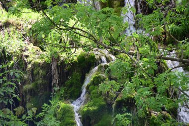 Zengin yeşil gölgeliklerde oyulmuş berrak şelale