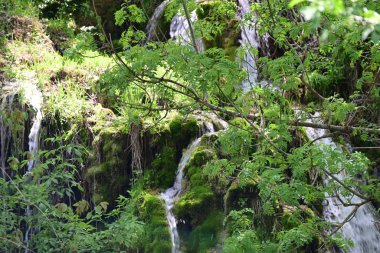 Zengin yeşil gölgeliklerde oyulmuş berrak şelale
