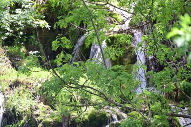 Zengin yeşil gölgeliklerde oyulmuş berrak şelale