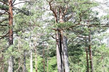 Yeşil dağ ormanlarının güzel manzarası, doğa kavramı.                              