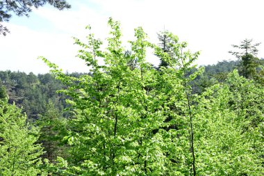 Yeşil dağ ormanlarının güzel manzarası, doğa kavramı.                              