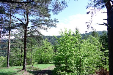 Yeşil dağ ormanlarının güzel manzarası, doğa kavramı.                              