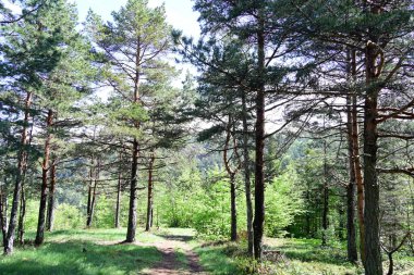 Yeşil dağ ormanlarının güzel manzarası, doğa kavramı.                              