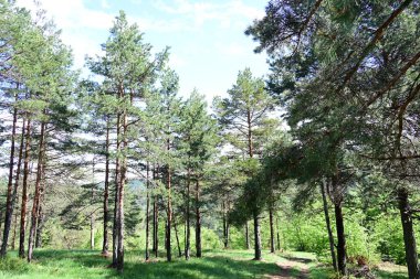 Yeşil dağ ormanlarının güzel manzarası, doğa kavramı.                              