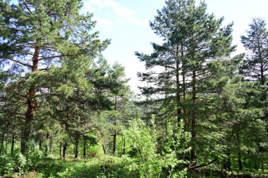 Yeşil dağ ormanlarının güzel manzarası, doğa kavramı.                              