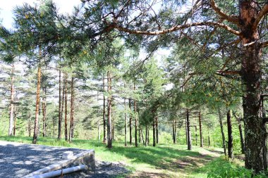 Yeşil dağ ormanlarının güzel manzarası, doğa kavramı.                              