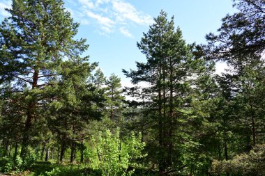 Yeşil dağ ormanlarının güzel manzarası, doğa kavramı.                              