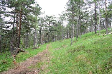 Yeşil dağ ormanlarının güzel manzarası, doğa kavramı.                              