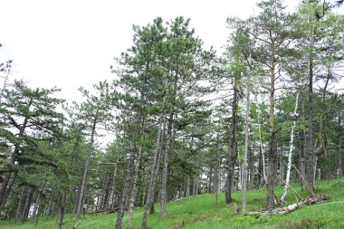 Yeşil dağ ormanlarının güzel manzarası, doğa kavramı.                              