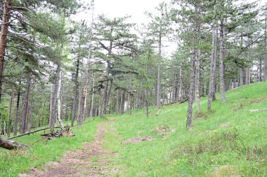 Yeşil dağ ormanlarının güzel manzarası, doğa kavramı.                              