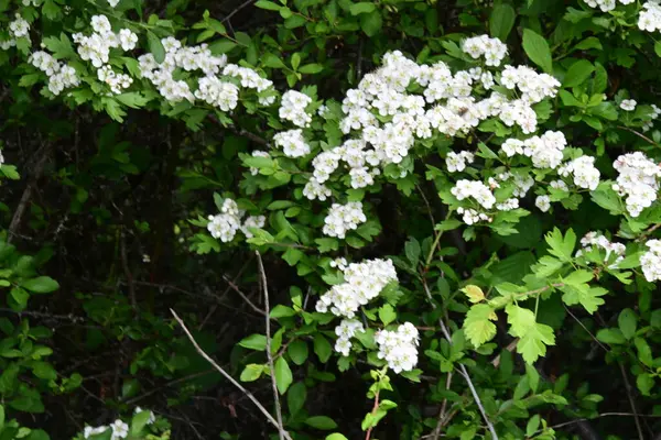 Elma çiçeği, güzel bahar çiçekleri. 