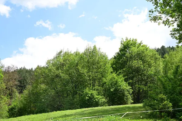 Yeşil dağ ormanlarının güzel manzarası, doğa kavramı.                              