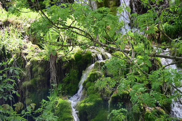 Zengin yeşil gölgeliklerde oyulmuş berrak şelale