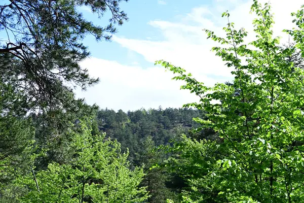 Yeşil dağ ormanlarının güzel manzarası, doğa kavramı.                              
