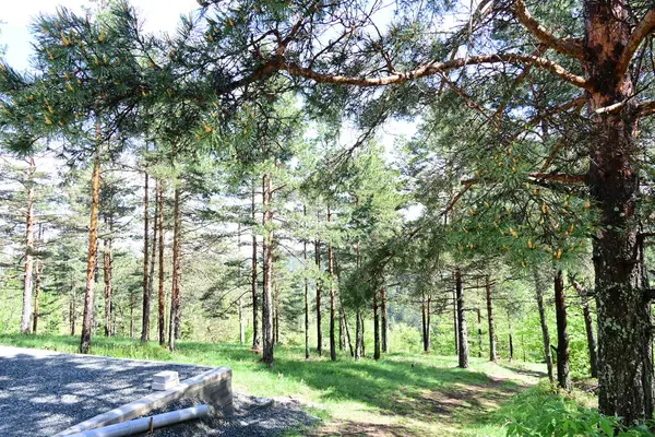 Yeşil dağ ormanlarının güzel manzarası, doğa kavramı.                              