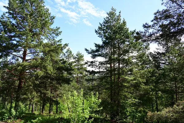 Yeşil dağ ormanlarının güzel manzarası, doğa kavramı.                              